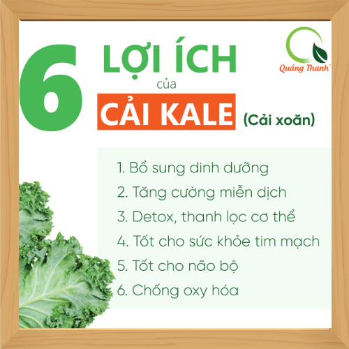 CCHBBCK0030QTH-Bột cải kale Quảng Thanh 30g (3)