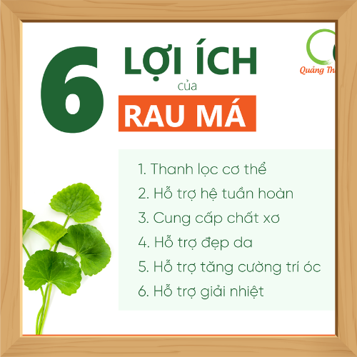 CCHBRMD0045QTH-Bột rau má có đường Quảng Thanh - Hộp 15 gói x 3g (3)